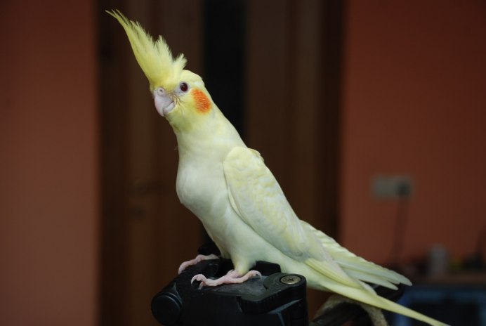 Попугай корелла лютино