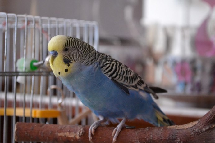 Волнистый попугайчик