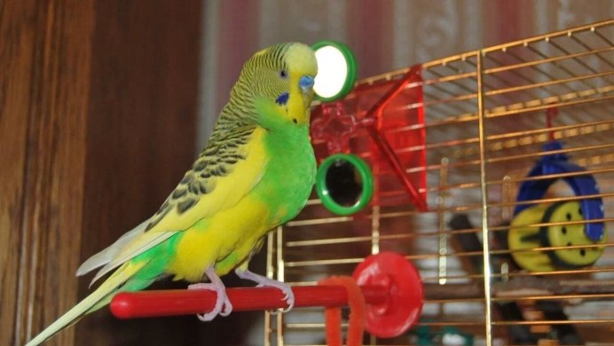 Волнистый попугай Арлекин
