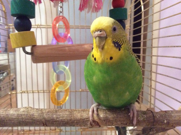Попугай домашний
