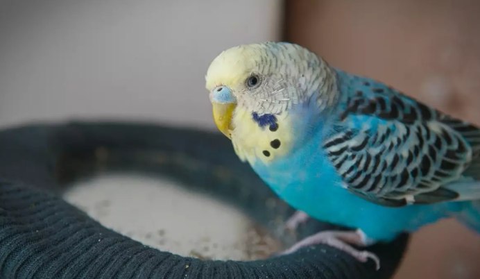 Попугай домашний