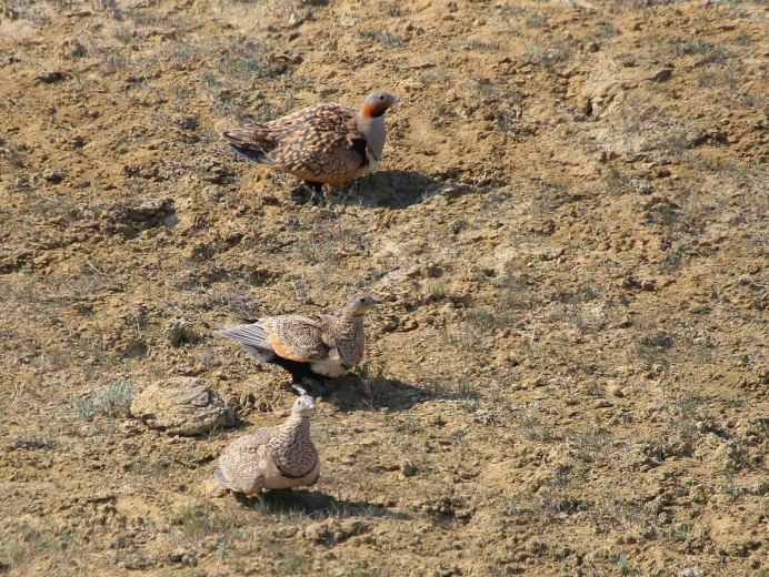 Чернобрюхий рябок (Pterocles orientalis)
