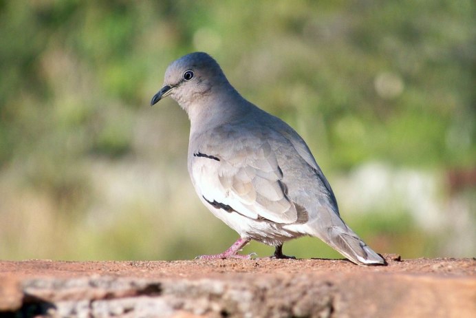 Дикуша (Dendragapus Falcipennis)