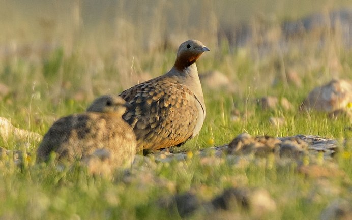 Белобрюхий рябок (Pterocles alchata)