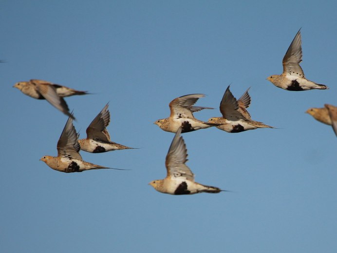 Eurasian Curlew Numenius Arquata
