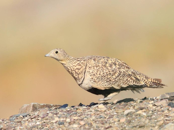 Обыкновенная саджа (Syrrhaptes paradoxus)