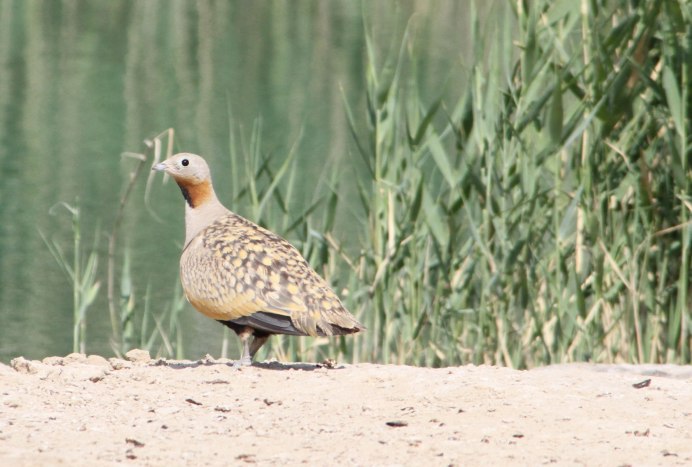 Groundscraper Thrush