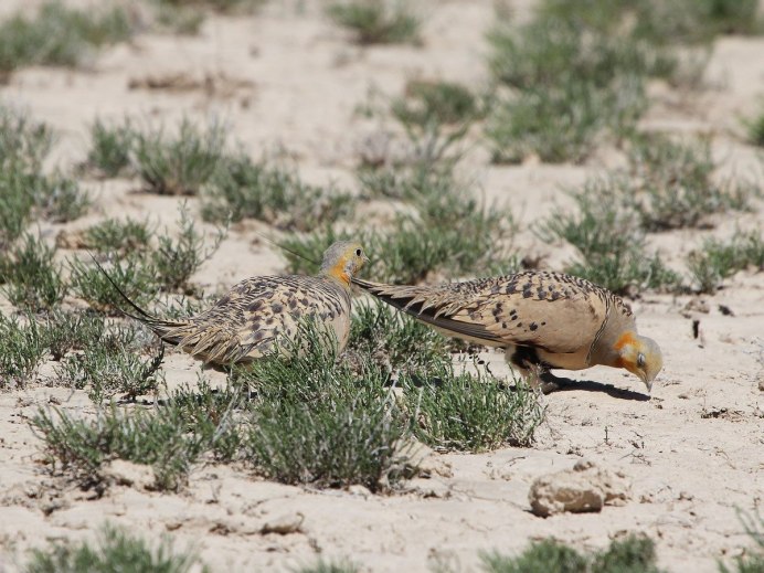 Саджа Syrrhaptes paradoxus (Pallas, 1773)