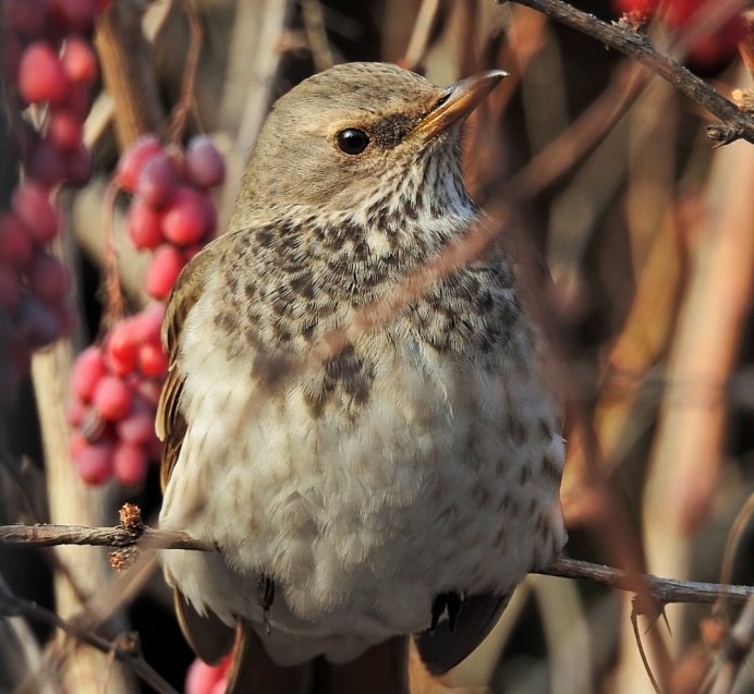 Turdus Merula