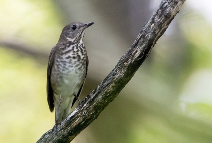 Дрозд-деряба (turdus viscivorus)