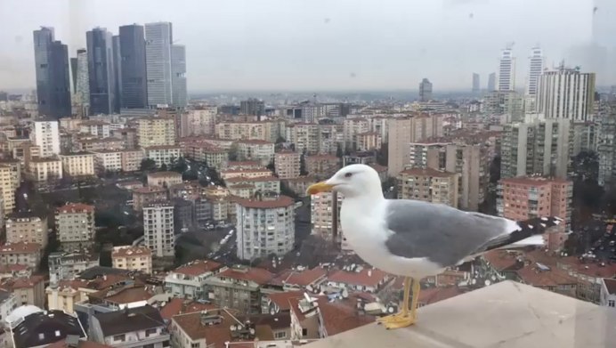 Голубь Эстетика