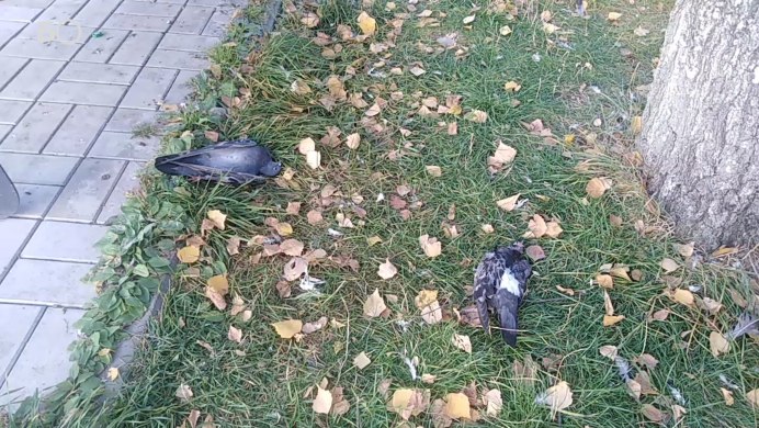 Голуби в метро