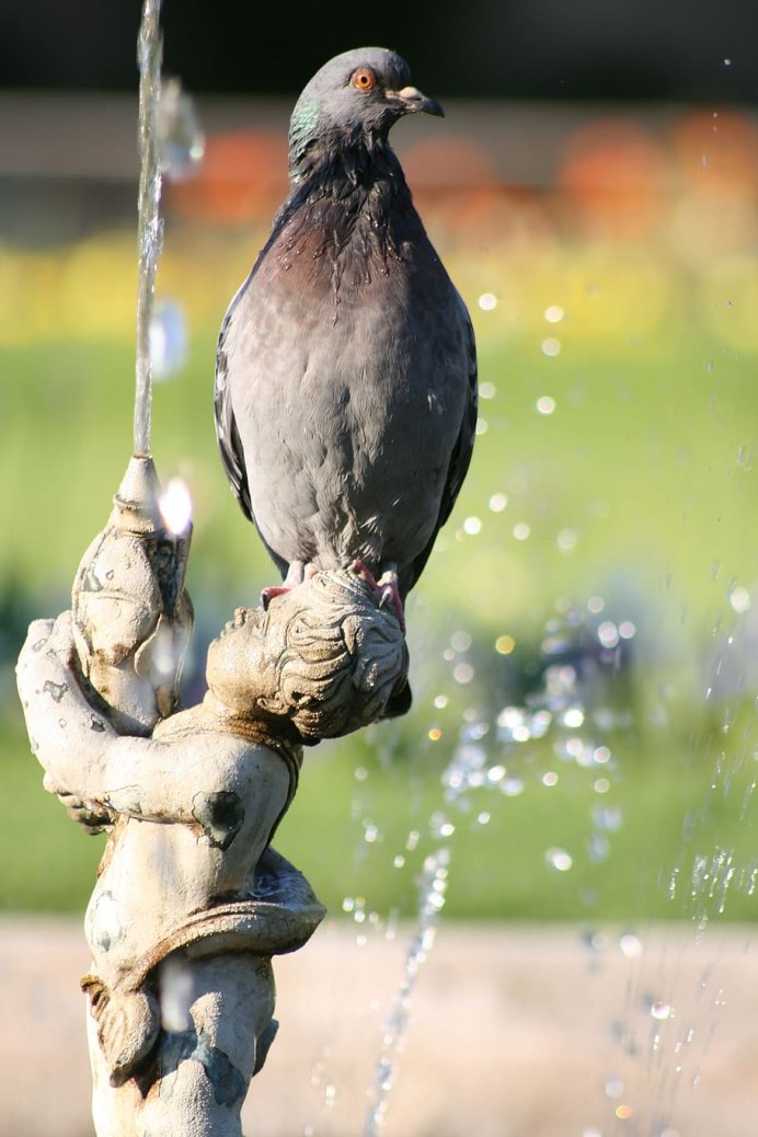 Голубь Лондон Pigeon