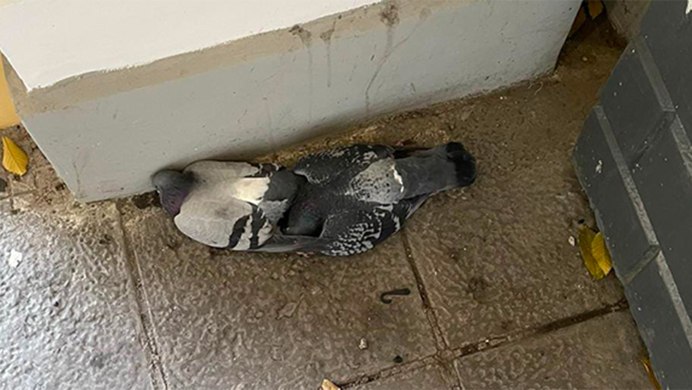 Голубь рыжий в полёте