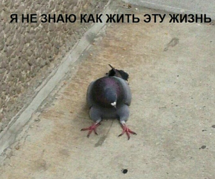 Голуби летают люди