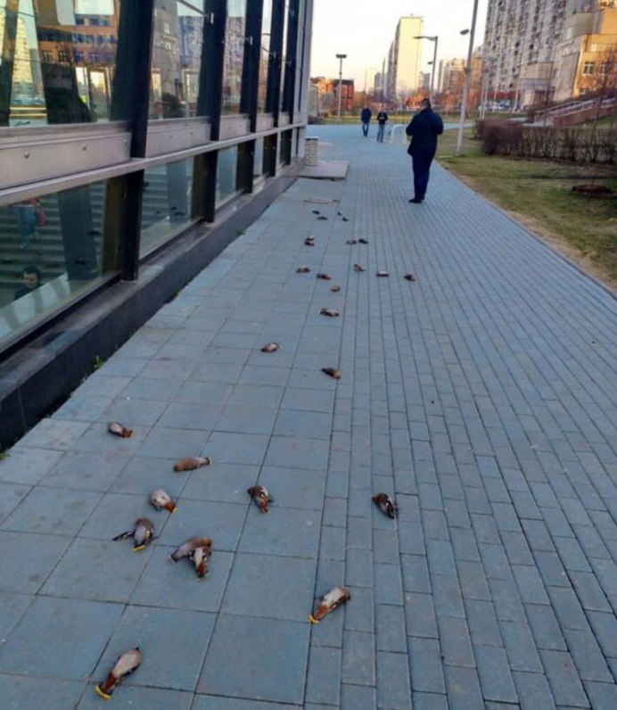 Мертвый голубь на земле