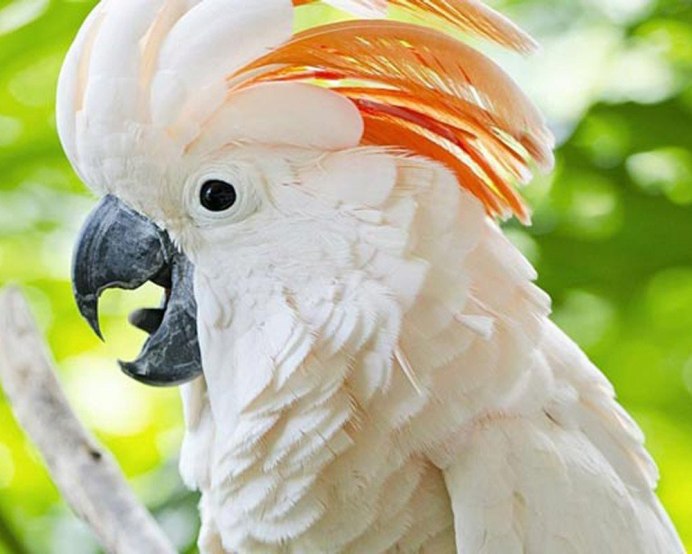 Белохохлый Альба Какаду