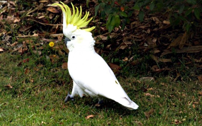 Попугай Какаду с хохолком