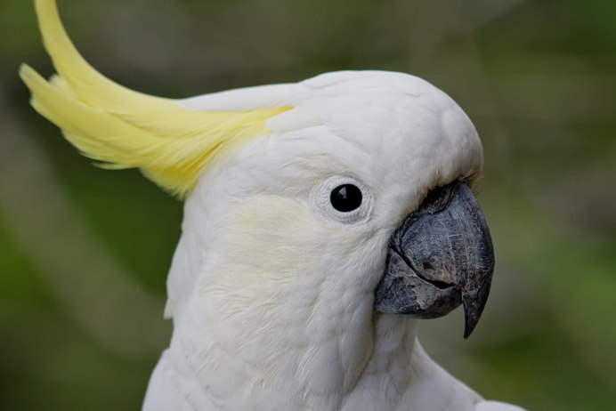 Попугай Какаду