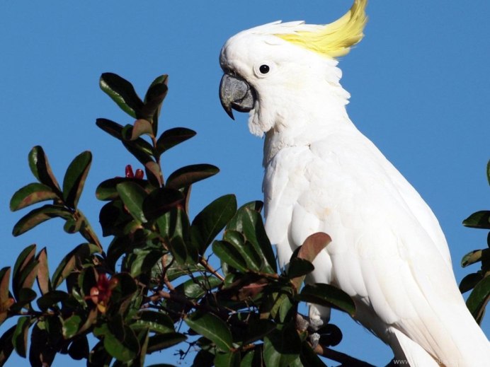 Попугай Какаду