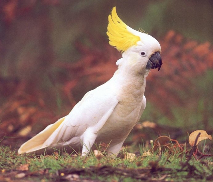 Молуккский Какаду самка