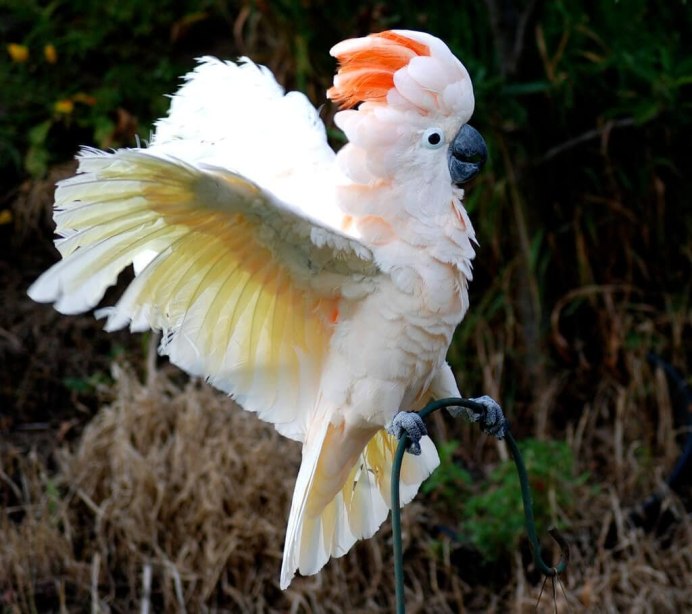 Белохохлый Альба Какаду