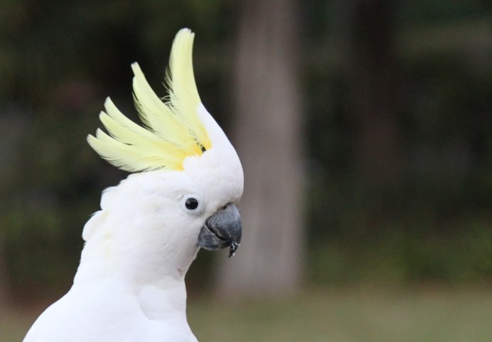 Попугай Какаду с хохолком