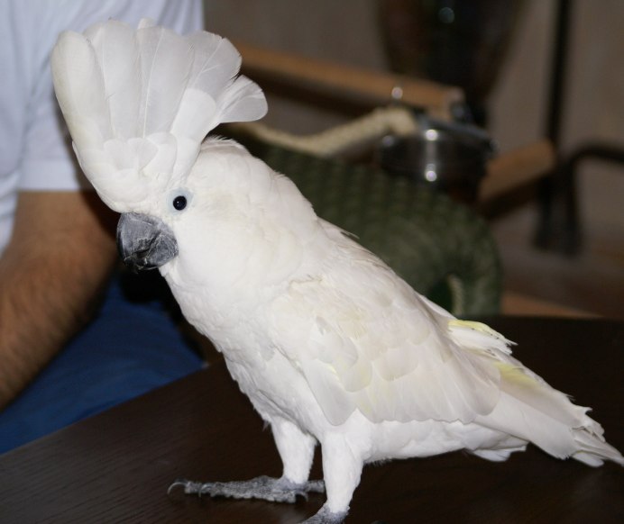 Какаду и корелла