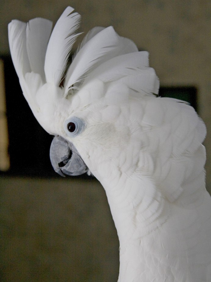 Малый желтохохлый Какаду