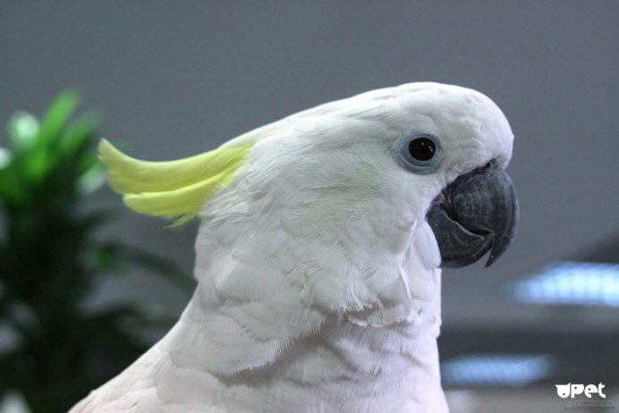 Белохохлый Какаду