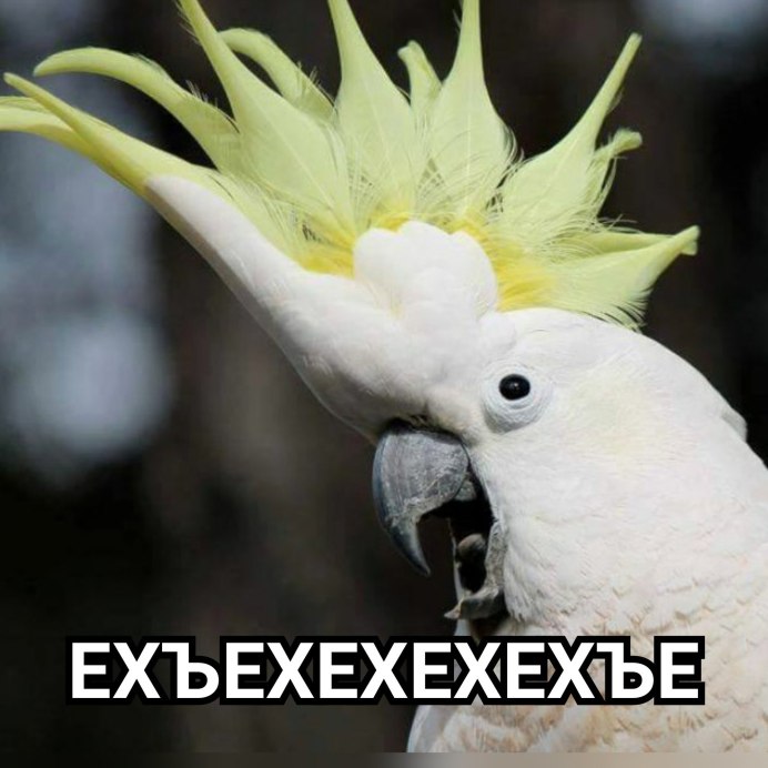 Попугай белый Какаду