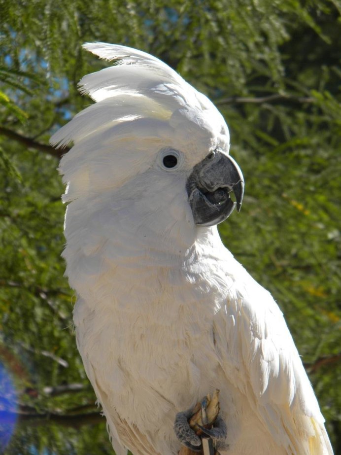 Попугай Какаду Элвис