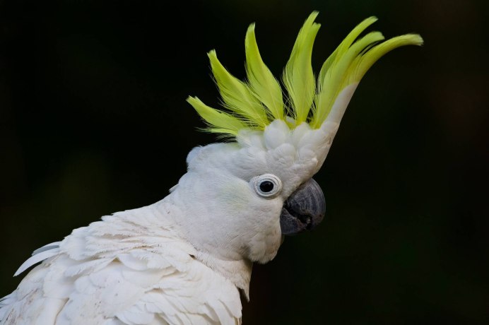 Попугай белый Какаду