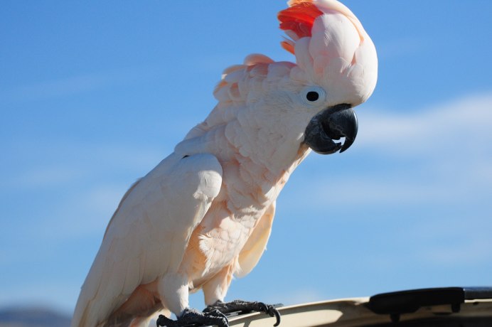 Попугай Какаду спаривание