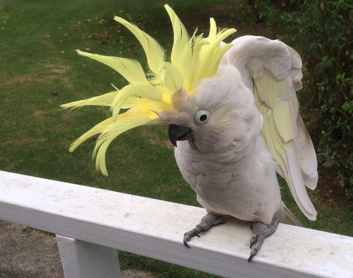 Белохохлый Какаду