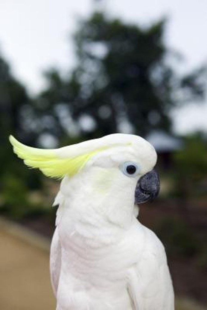 Какаду кричит