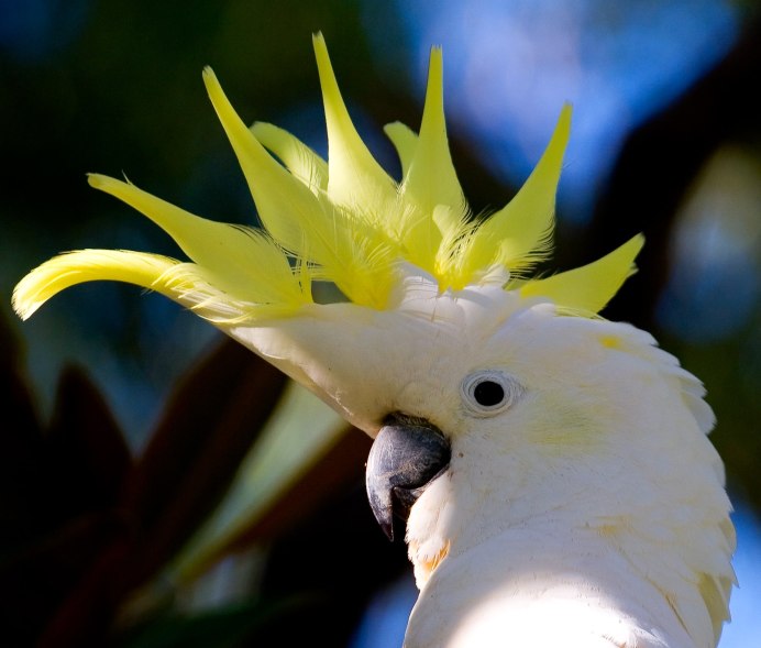 Жёлтохохлый Какаду