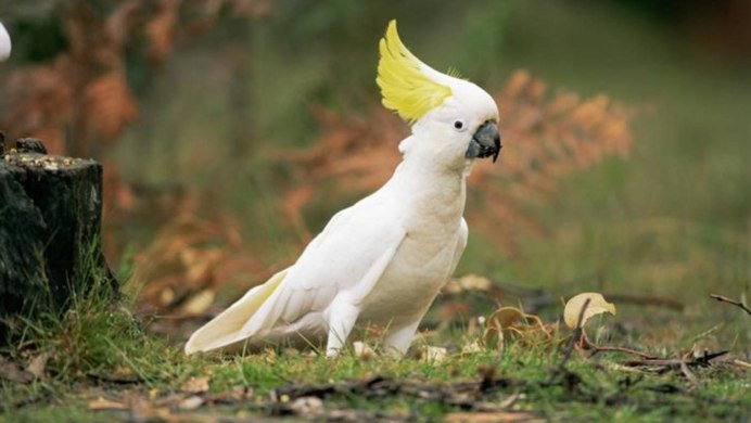 Какаду самец