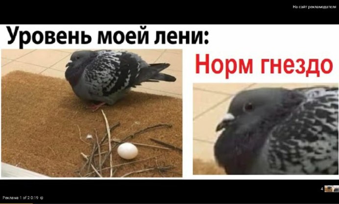 Самый ленивый голубь