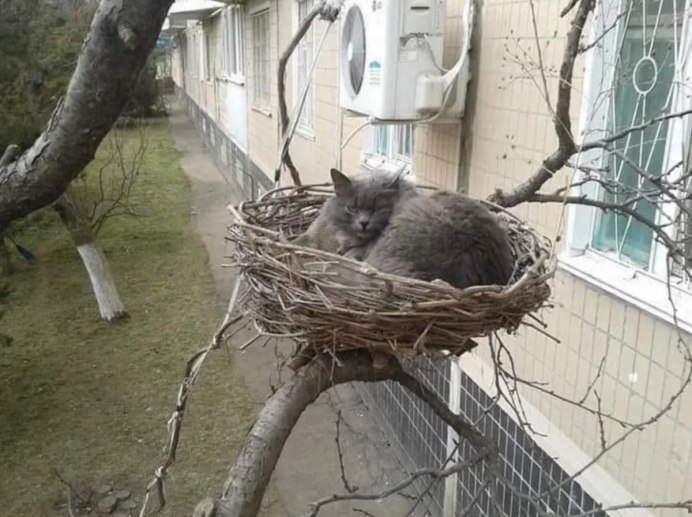 Гнездо для кошки