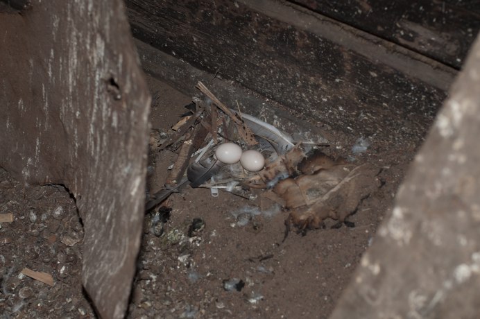 Голубиное гнездо приемлемо
