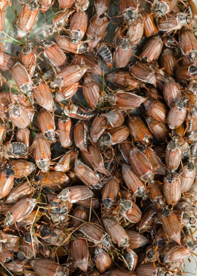 Panagaeus cruxmajor