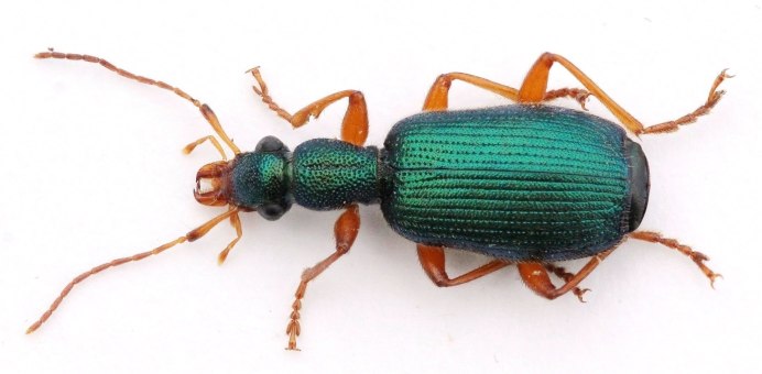 Bombardier Beetle grounded