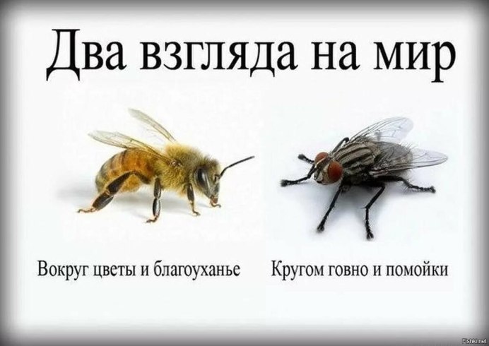 Букашечки какашечки