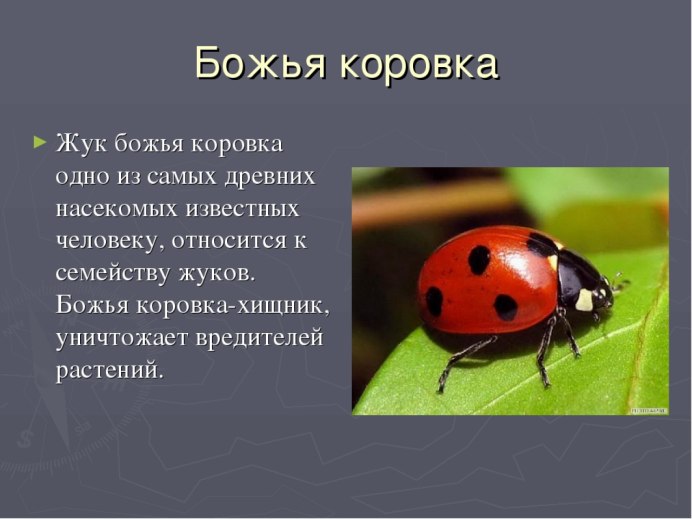 Паук который укусил Питера Паркера