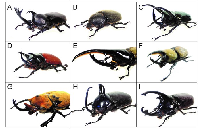 Жужелица зернистая - Carabus granulatus