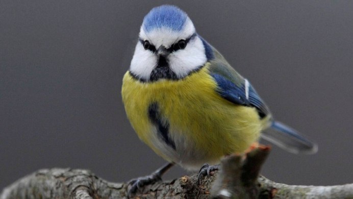 Большая синица Parus Major