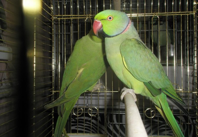 Indian ringneck Parrot