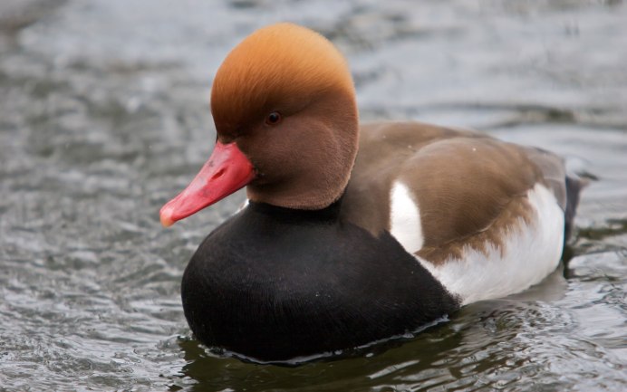 Haematopus ostralegus