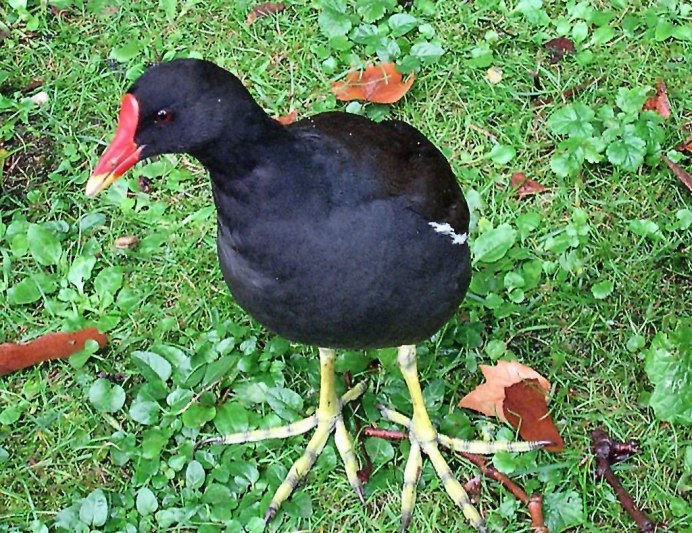 Американская лысуха (Fulica Americana)